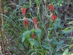 Spigelia marilandica