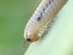 Cylindroiulus punctatus