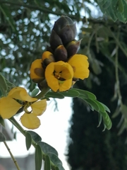 Senna didymobotrya