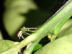 Diaea dorsata