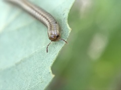 Cylindroiulus punctatus