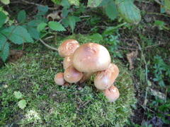 Hypholoma