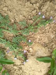 Verbena supina