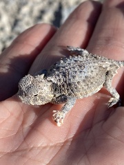 Phrynosoma platyrhinos