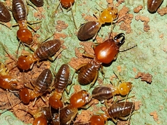 Syntermes molestus