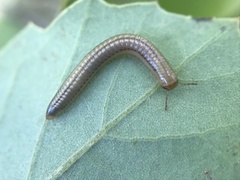 Cylindroiulus punctatus