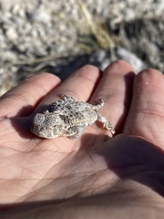 Phrynosoma platyrhinos