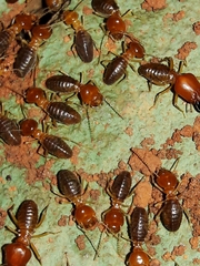 Syntermes molestus