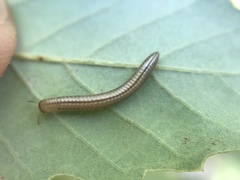 Cylindroiulus punctatus