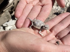 Phrynosoma platyrhinos