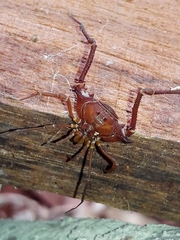 Krateromaspis