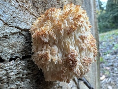Hericium erinaceus