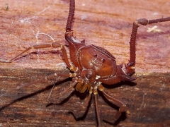 Krateromaspis