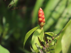 Costus spiralis