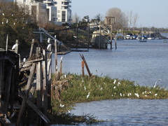 Ardea alba