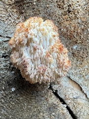 Hericium erinaceus