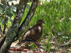 Zenaida aurita