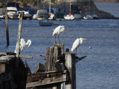 Ardea alba