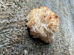 Hericium erinaceus
