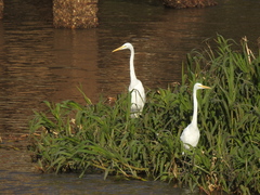 Ardea alba