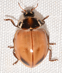 Myzia pullata