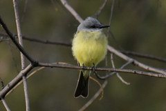 Tyrannus melancholicus