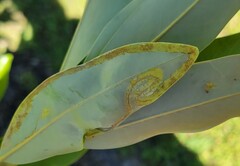 Phyllocnistis magnoliella