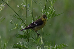 Spinus psaltria
