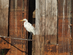 Ardea alba