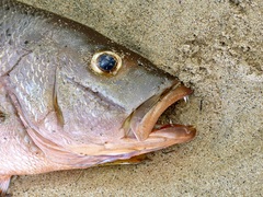 Lutjanus argentimaculatus