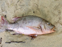 Lutjanus argentimaculatus