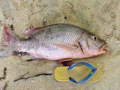 Lutjanus argentimaculatus