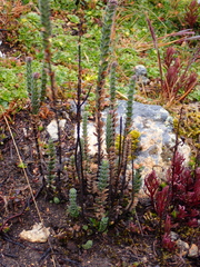 Valeriana microphylla