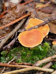 Cystodermella