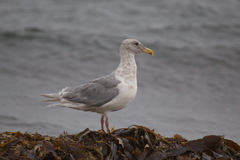 Larus glaucescens