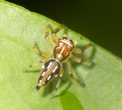 Amycini