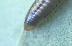 Cylindroiulus punctatus