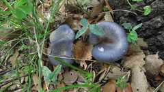 Omphalotus mexicanus