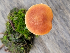 Cystodermella