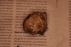 Phallomycetidae