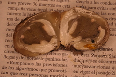 Phallomycetidae