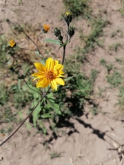 Simsia amplexicaulis