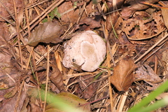 Phallomycetidae