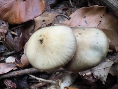 Psilocybe serbica
