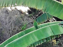 Psittacara leucophthalmus