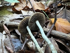Psilocybe serbica