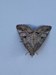 Eubolina impartialis