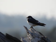Tachycineta leucorrhoa
