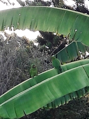 Psittacara leucophthalmus