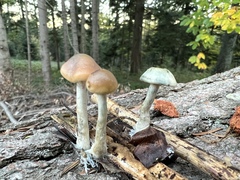 Psilocybe serbica